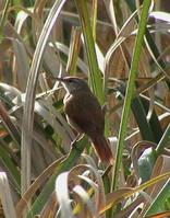 ֱ��«ȸ��ͼƬ