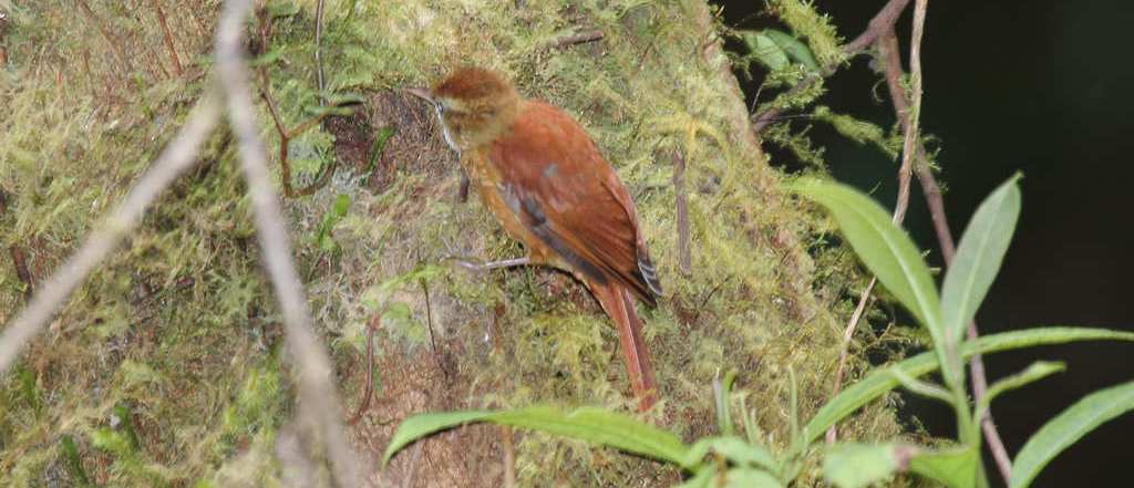 棕爬树雀 棕爬树雀的图片