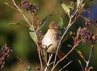 ������βȸ��ͼƬ