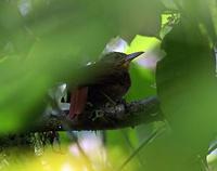 ����ʰҶȸ��ͼƬ