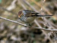 �嶥��βȸ��ͼƬ