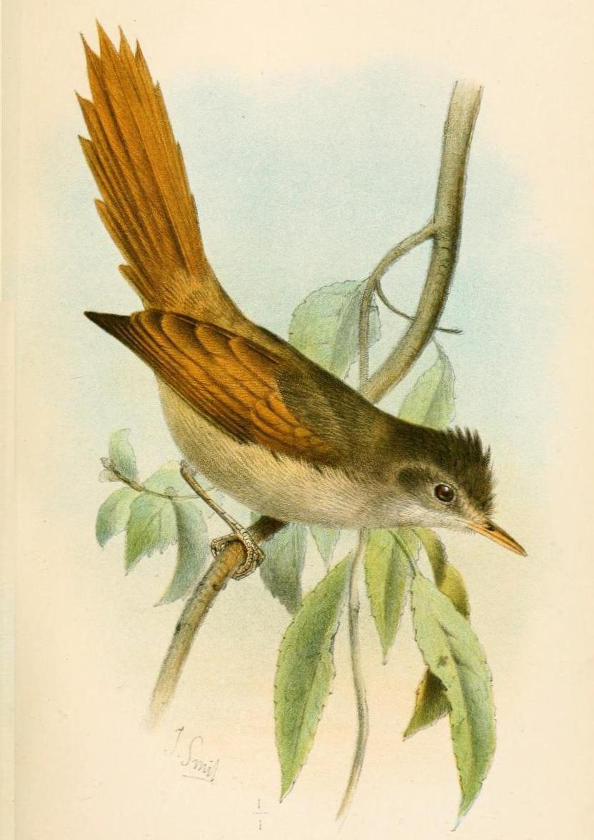 ����βȸ��ͼƬ