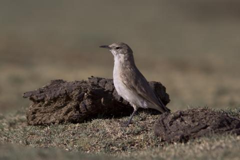 高山掘穴雀 高山掘穴雀的图片