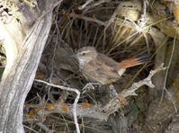 斑尾爬地雀 斑尾爬地雀的图片