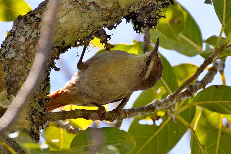 纹顶针尾雀 纹顶针尾雀的图片