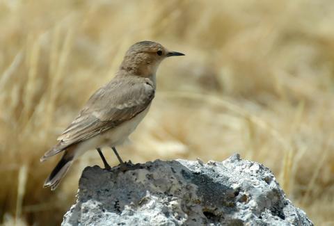 黑翅掘穴雀 黑翅掘穴雀的图片