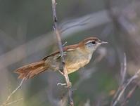 �ⱳ��βȸ��ͼƬ