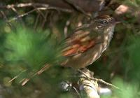 �ƹ���βȸ��ͼƬ