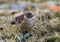 �߳ᶶβ��ȸ��ͼƬ