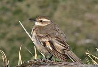 长尾抖尾地雀 长尾抖尾地雀的图片