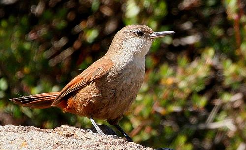 �������ͼƬ