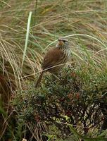 �߶������