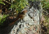 锈额卡纳灶鸟 锈额卡纳灶鸟的图片