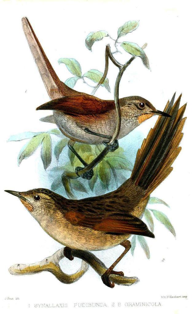 纹背卡纳灶鸟 纹背卡纳灶鸟的图片