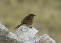 �Ʊ���������