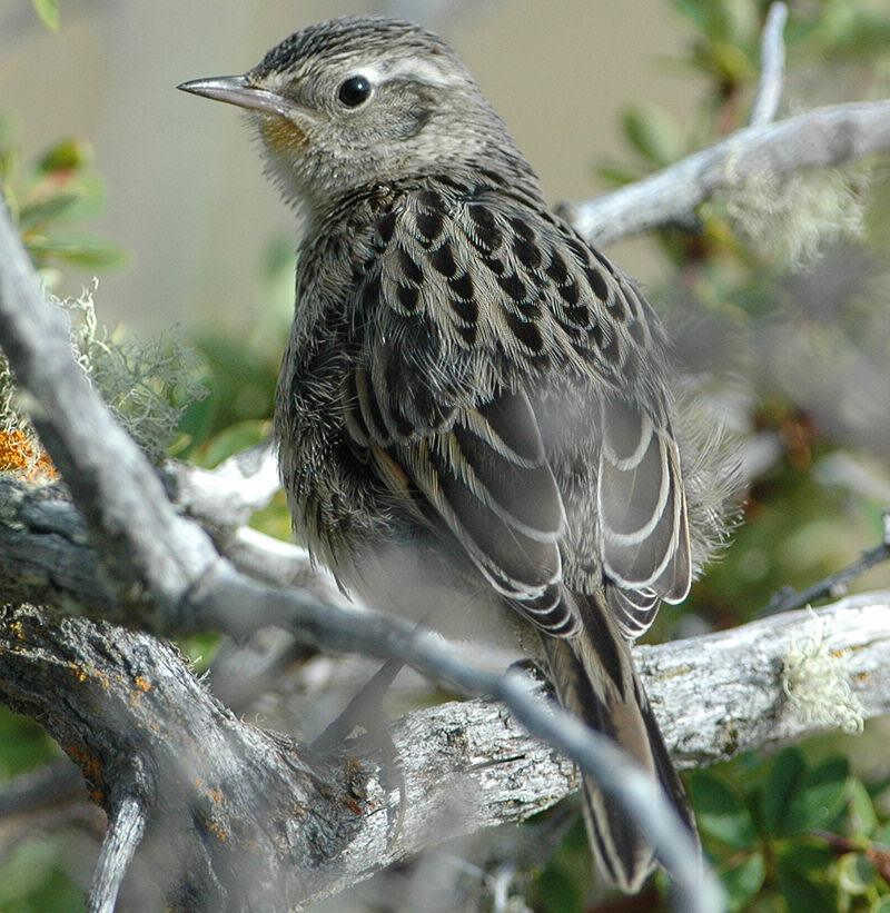 安第斯卡纳灶鸟 安第斯卡纳灶鸟的图片