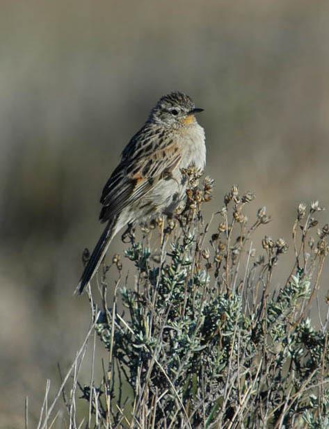 ����˹��������