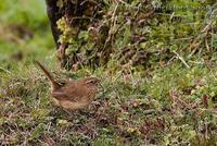 �ƺ���������