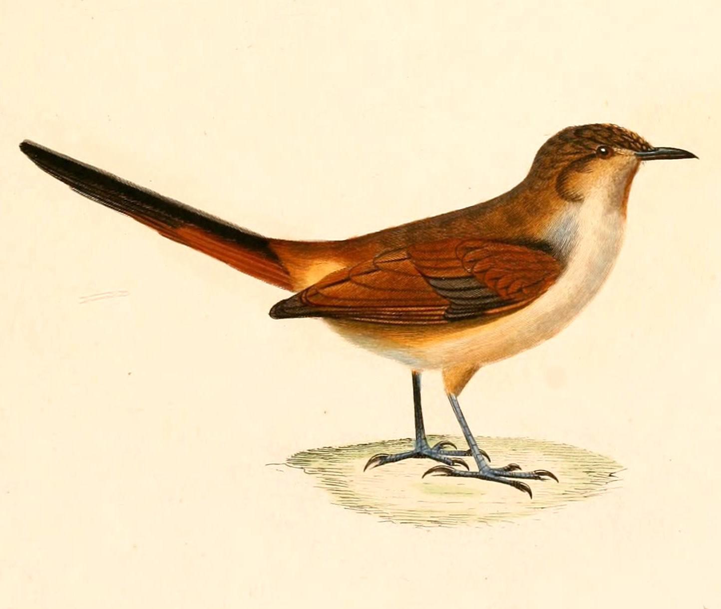 白胸卡纳灶鸟 白胸卡纳灶鸟的图片