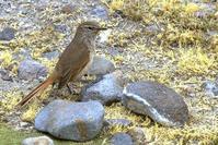 高山卡纳灶鸟 高山卡纳灶鸟的图片