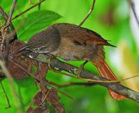 ��ɽʰҶȸ��ͼƬ