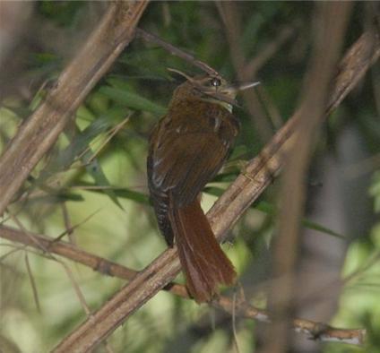 ��ʰҶȸ��ͼƬ