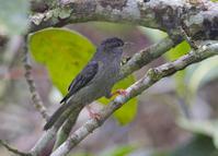 粉腿针尾雀 粉腿针尾雀的图片