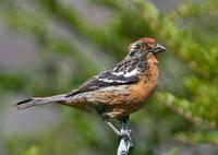 ��β�����