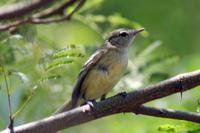 ϸ�켧���l��ͼƬ