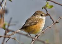 棕胁侏霸鹟 棕胁侏霸鹟的图片