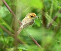 �ֶ�٪���l