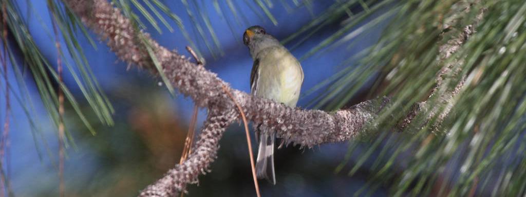 松纹霸鹟 松纹霸鹟的图片