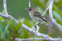 棕顶拟霸鹟 棕顶拟霸鹟的图片