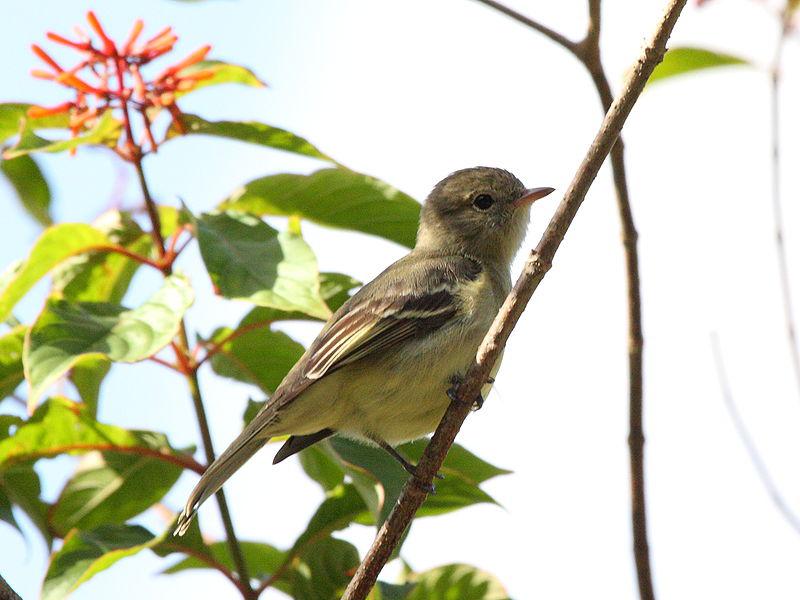 小拟霸鹟 小拟霸鹟的图片