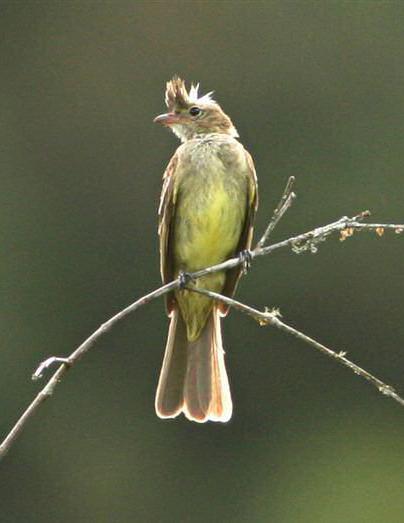 �߱�����l��ͼƬ