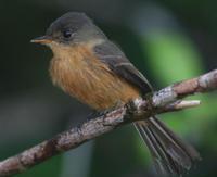 С�����̰��l