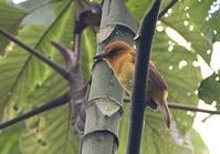 ��ɫ���ٰ��l��ͼƬ