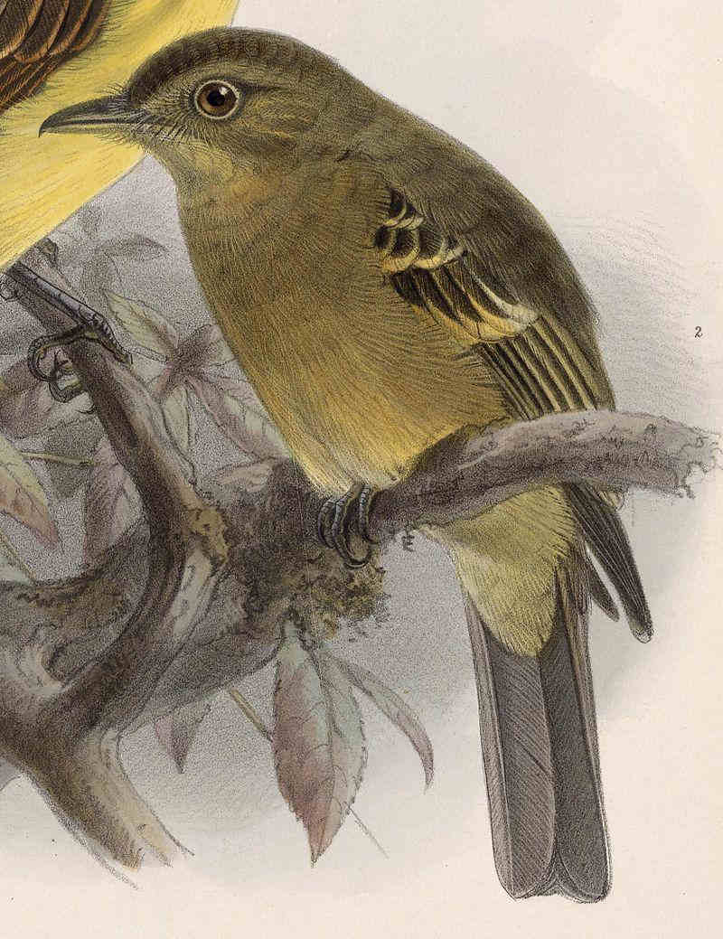 ��ɫ�̰��l��ͼƬ