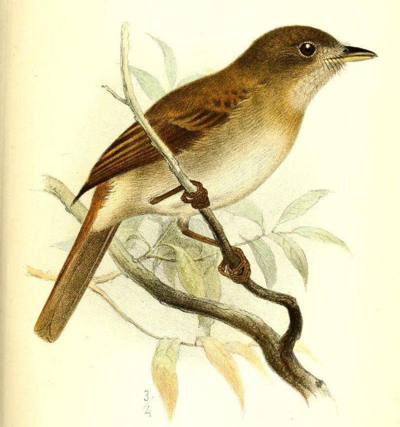 �ְ��l��ͼƬ