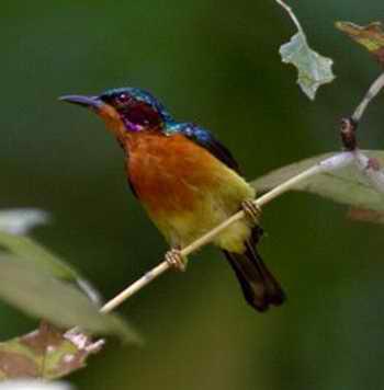 紫颊太阳鸟 紫颊太阳鸟的图片