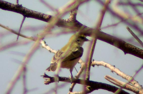 斑额攀雀 斑额攀雀的图片