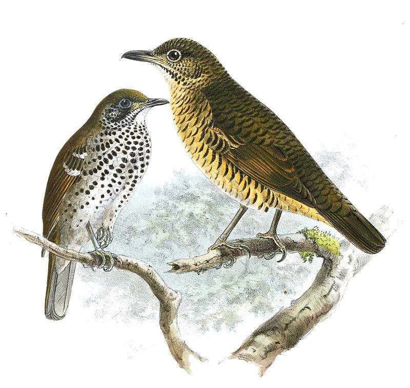 �߳����ͼƬ