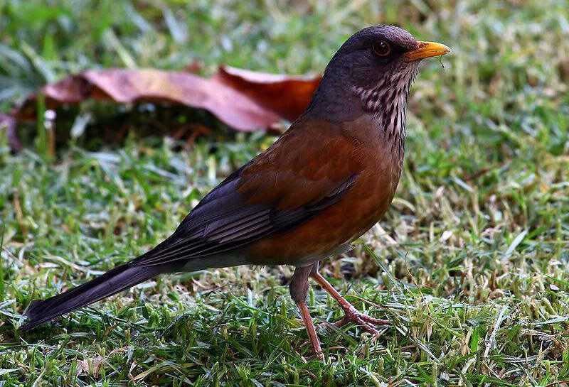 �ر����ͼƬ