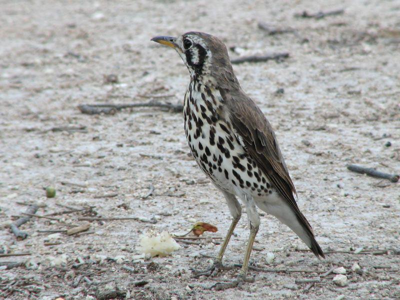 ���޵���ͼƬ