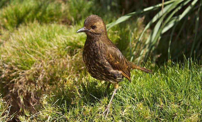 特里斯坦鸫 特里斯坦鸫的图片