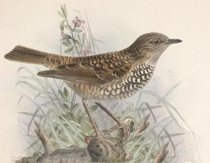 夏威夷鸫 夏威夷鸫的图片