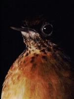 �ߺ��S��ͼƬ