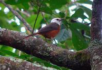 白头歌鵖 白头歌鵖的图片