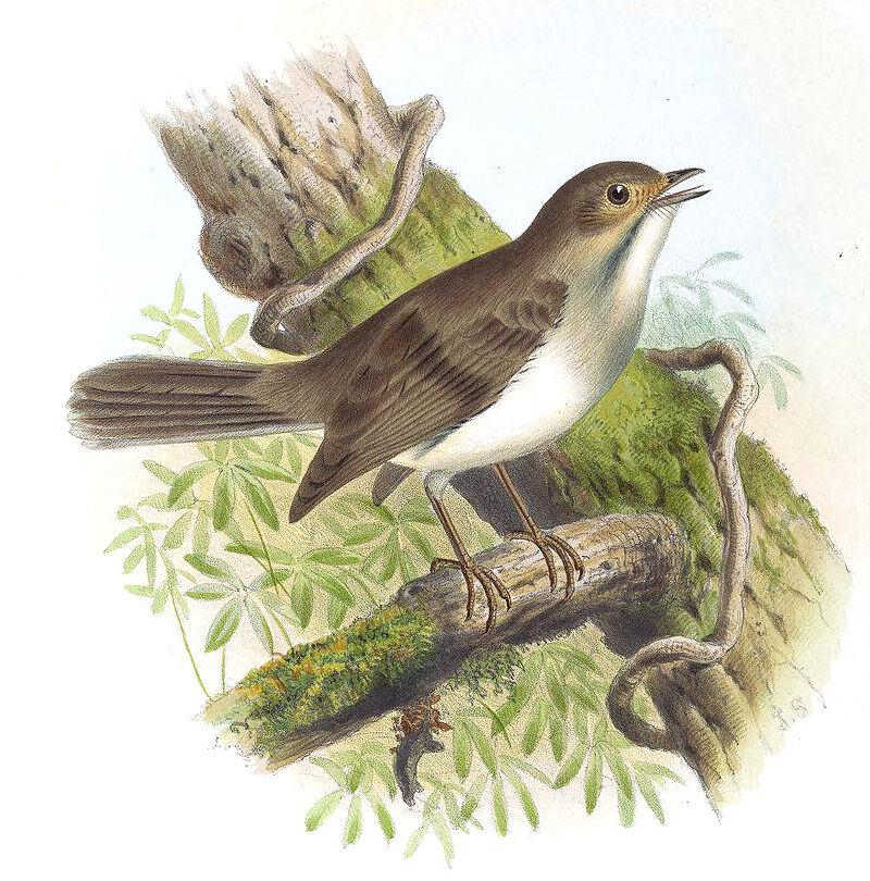 古巴孤鸫 古巴孤鸫的图片