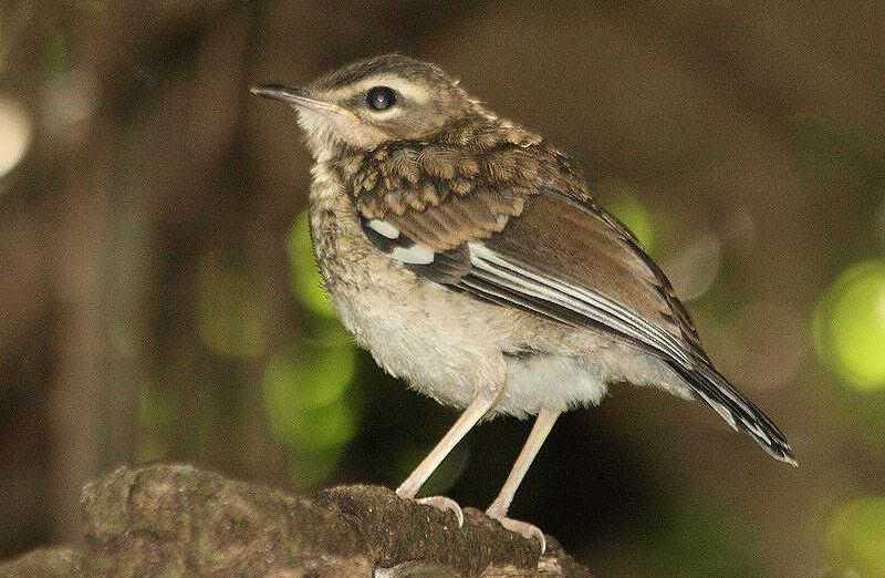 褐薮鸲 褐薮鸲的图片